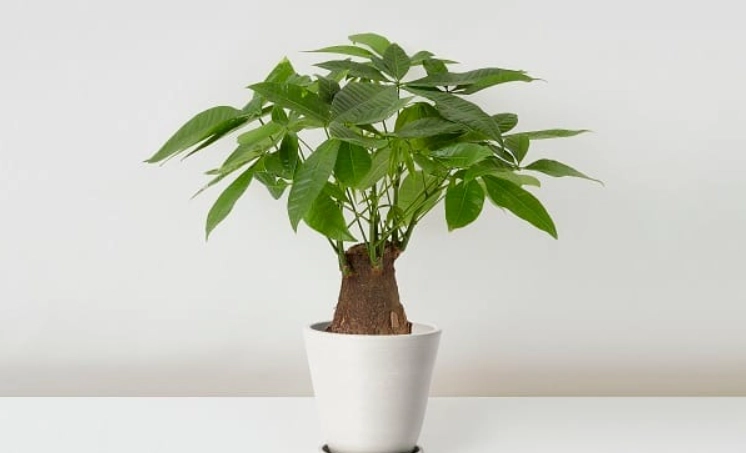 日本發財樹 照顧 日本發財樹 照顧