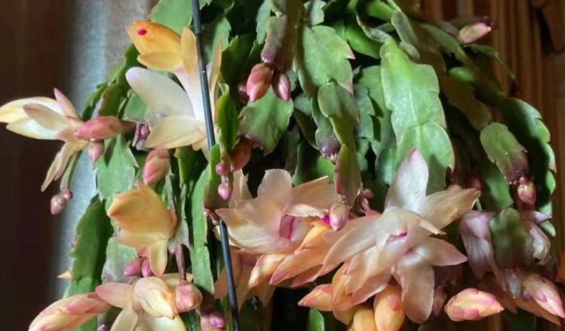 蘭花復花技巧 蘭花復花技巧