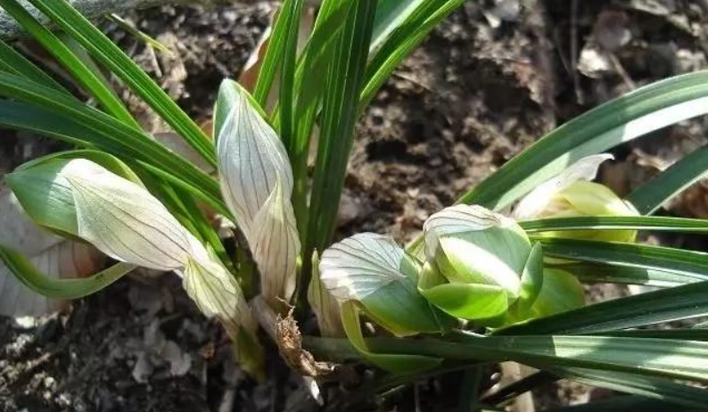 蘭花花苞不開花怎麼辦？花藝師親授4個關鍵解救法
