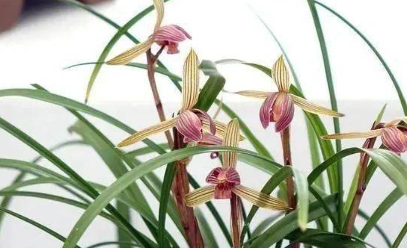 蘭花養護技巧