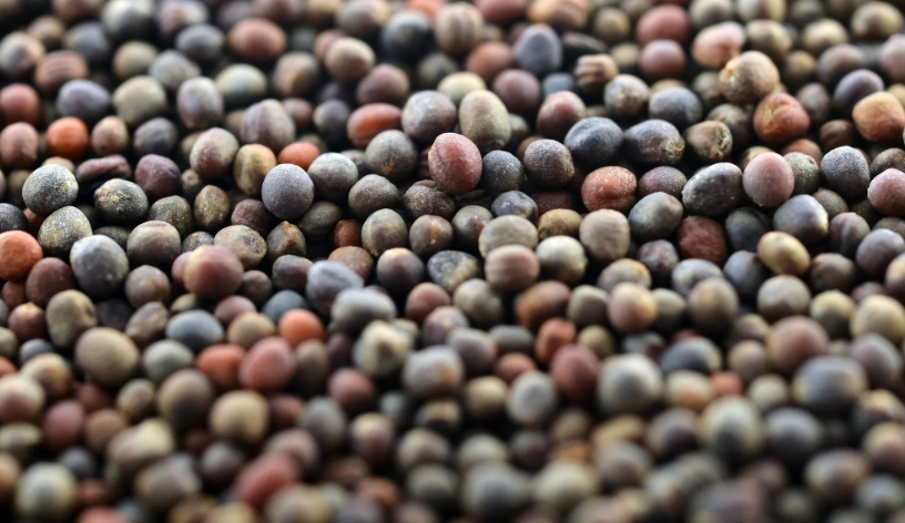 青花椰苗種子推薦 青花椰苗種子推薦