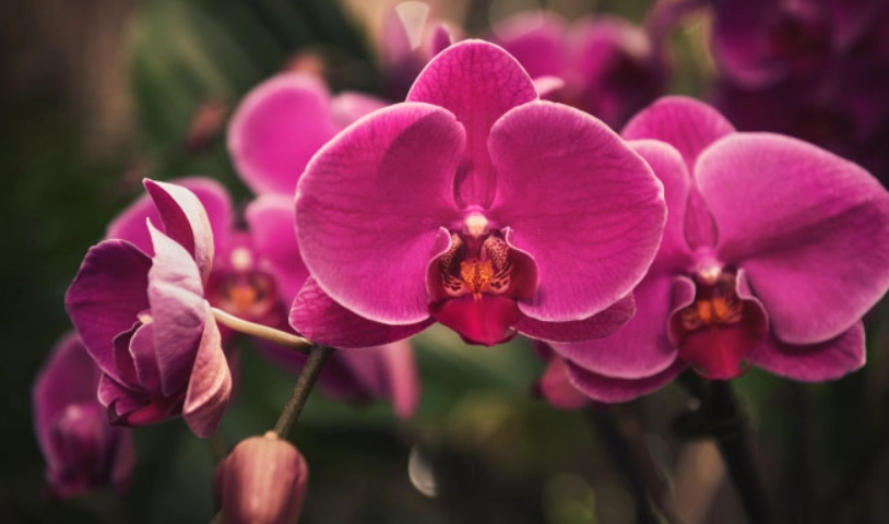 蘭花開完花後如何處理 蘭花開完花後如何處理