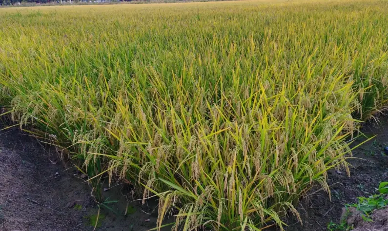 台梗11號施肥方法 台梗11號施肥方法