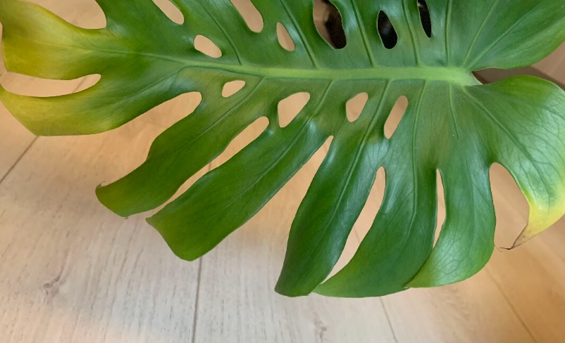 龜背芋照顧 龜背芋照顧