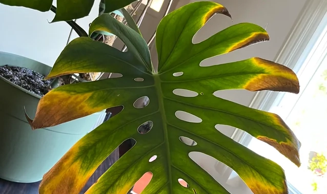 龜背芋葉子發黃 龜背芋葉子發黃