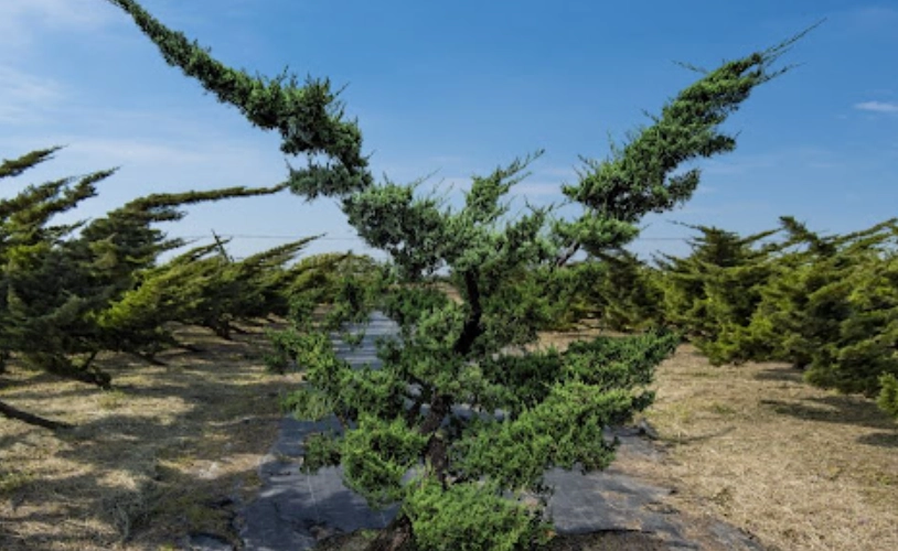 真柏照顧 真柏照顧