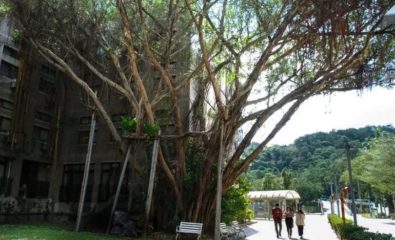 如何讓樹停止生長？5種有效方法與實用技巧全解析