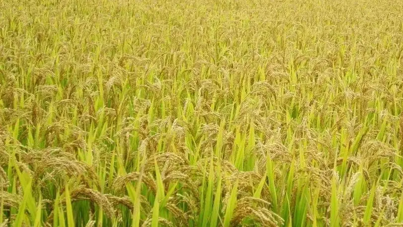 台梗11號肥料推薦 台梗11號肥料推薦