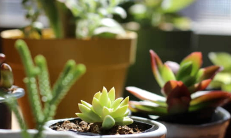 室內多肉通風 室內多肉通風