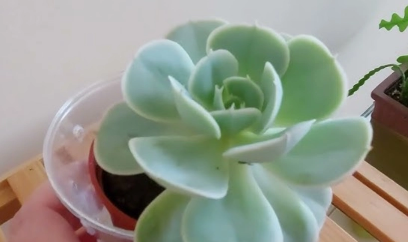 多肉植物受傷處理 多肉植物受傷處理