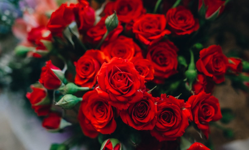 花語 浪漫 花語 浪漫