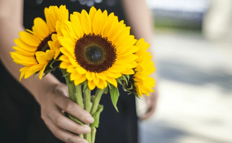 送花指南 送花指南