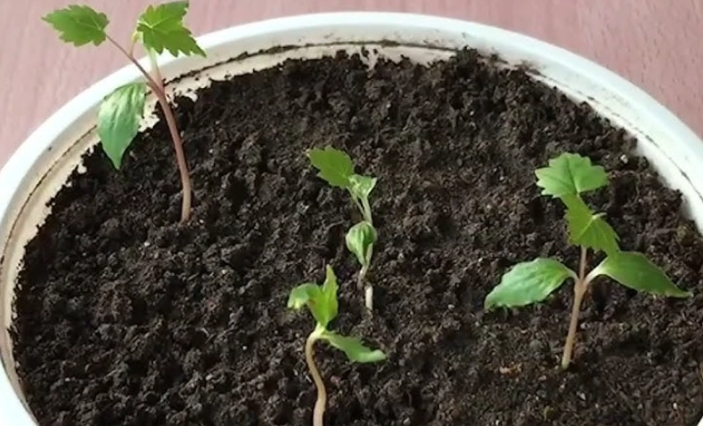 葡萄苗照顧 葡萄苗照顧