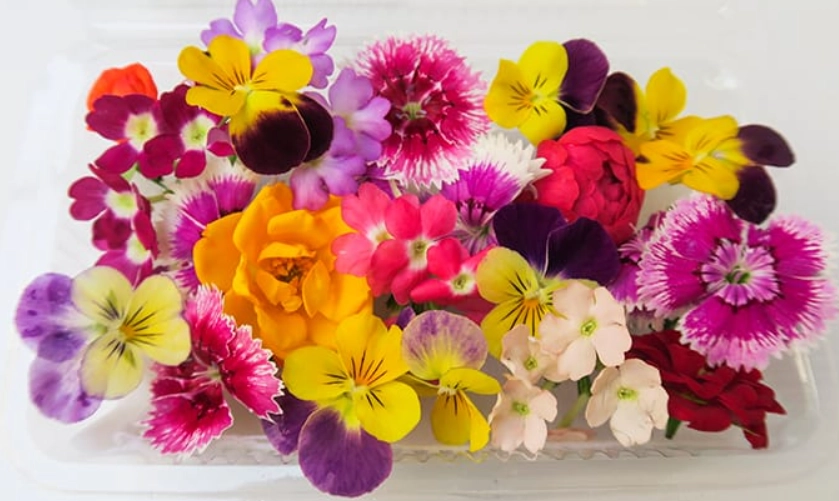 食用花烘焙入門指南：從挑選、保存到製作甜點的完整解析