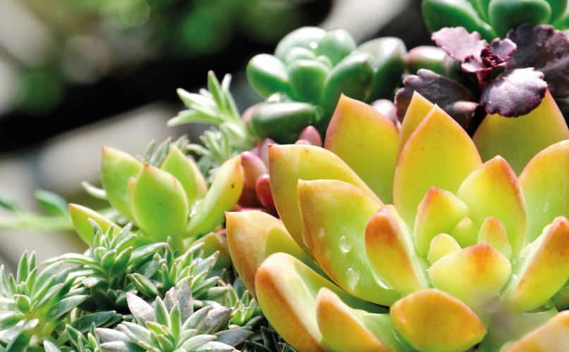 室內多肉通風 室內多肉通風