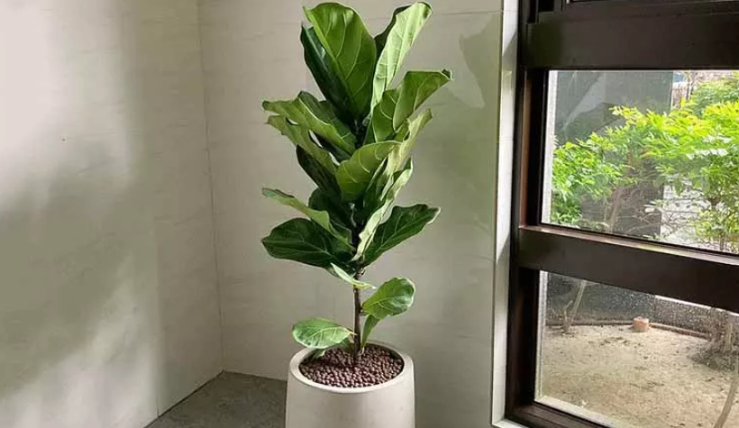 室內大型植物 位置 室內大型植物 位置