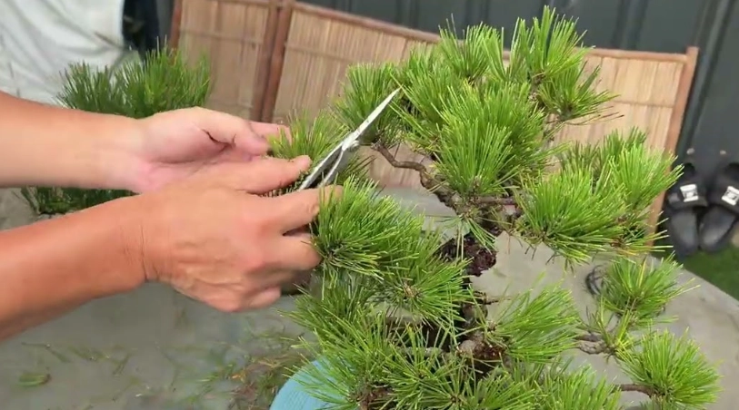 黑松盆栽修剪