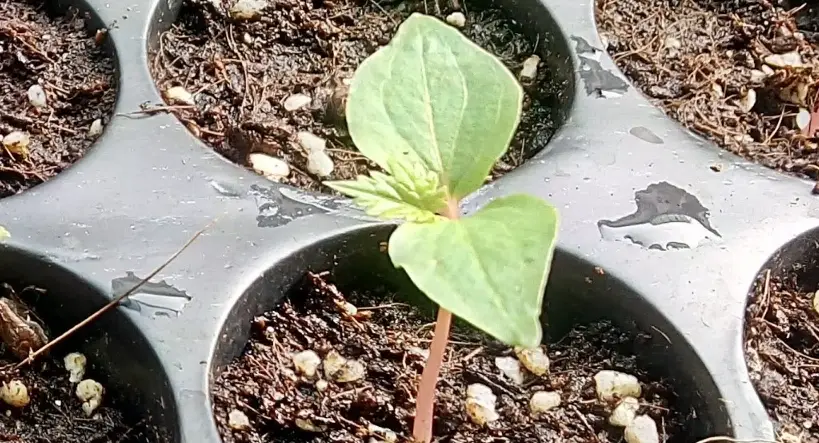 葡萄種植技巧 葡萄種植技巧