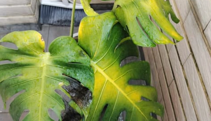 龜背芋照顧 龜背芋照顧