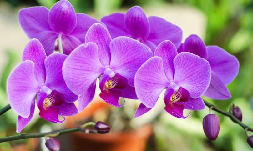 蘭花開完花後如何處理 蘭花開完花後如何處理