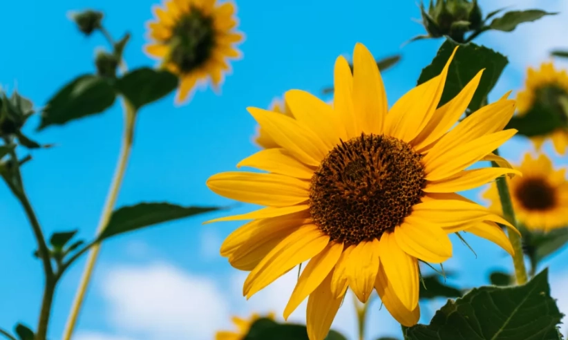 花卉 寓意 花卉 寓意