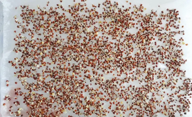 青花椰苗種植方法