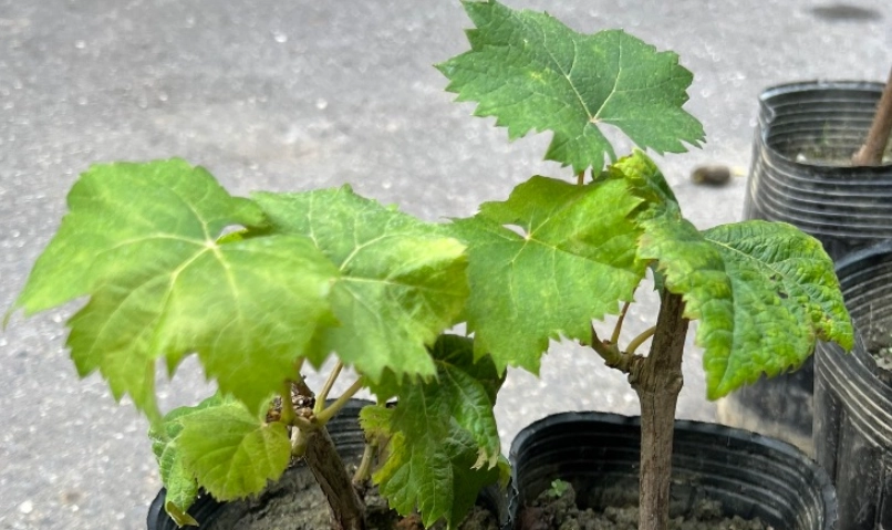 葡萄種植技巧 葡萄種植技巧