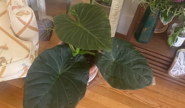 植物葉子出水原因