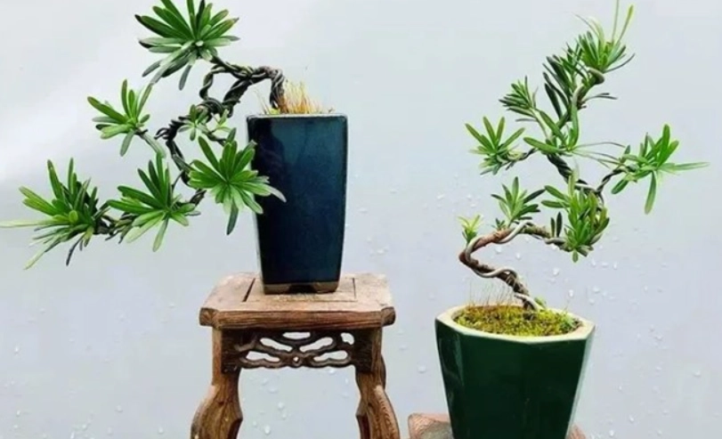 羅漢松種植技巧