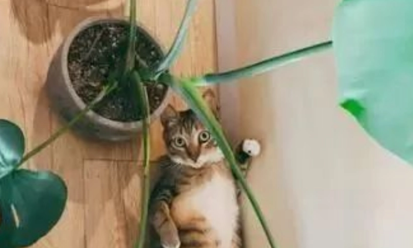 龜背芋 對貓 有毒