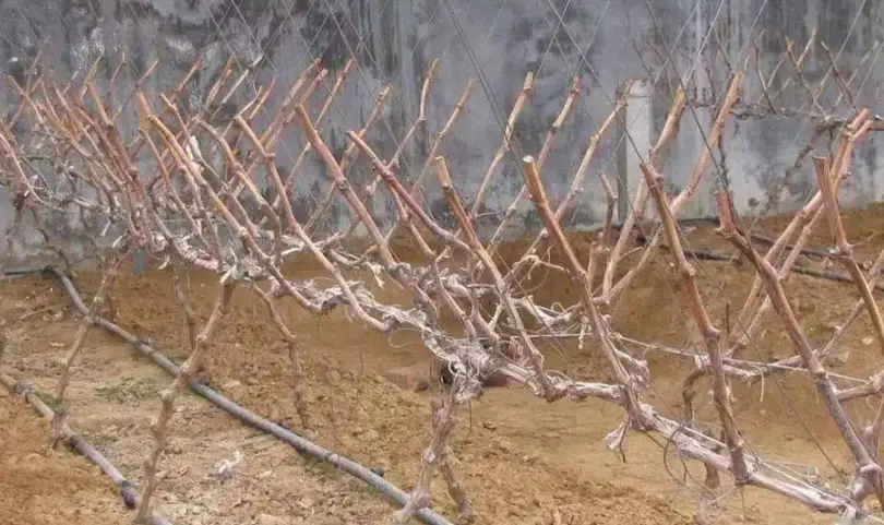 葡萄樹修剪完整指南：時間、技巧與常見錯誤解析