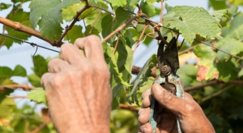 葡萄修剪方法 葡萄修剪方法