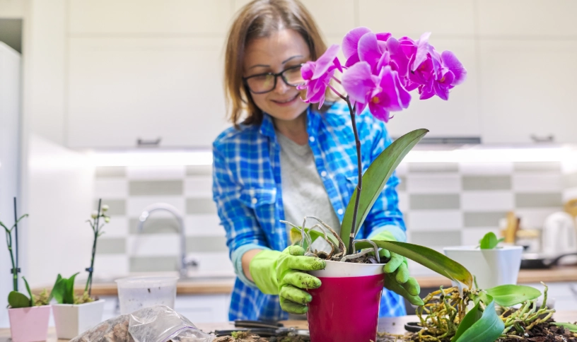 蝴蝶蘭澆水頻率