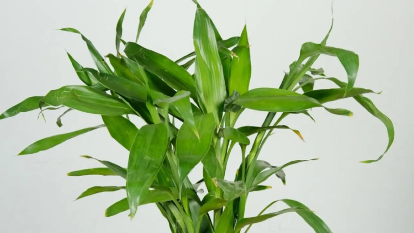 富贵竹种植 富贵竹种植