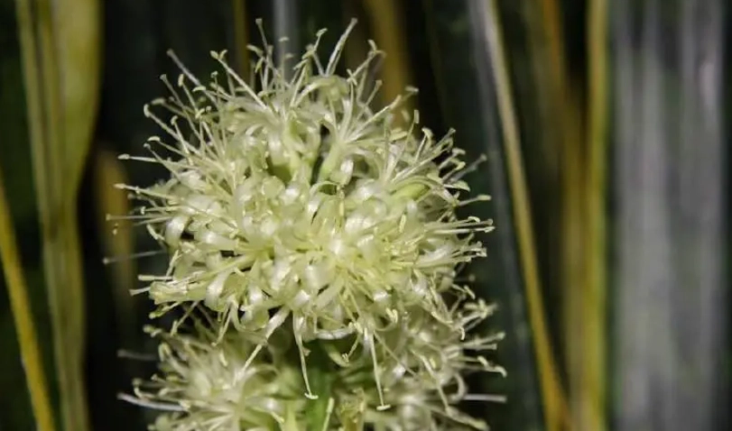 虎尾蘭開花照顧 虎尾蘭開花照顧