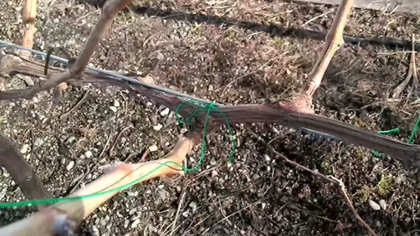 葡萄園修剪時間 葡萄園修剪時間