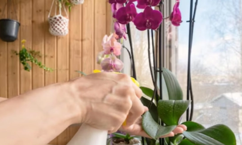 蝴蝶蘭澆水方法