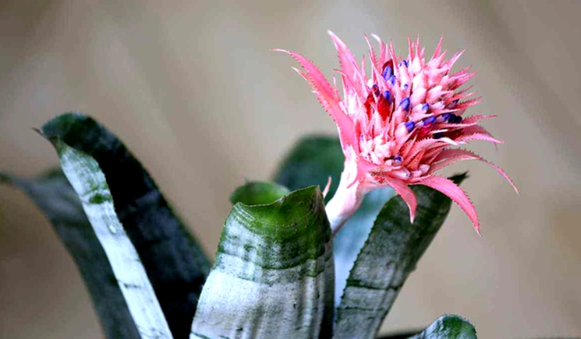 虎尾蘭開花 虎尾蘭開花