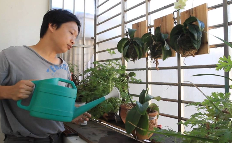 蝴蝶蘭澆水頻率