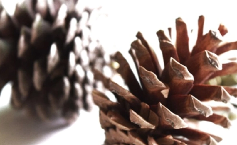 松果採集 松果採集