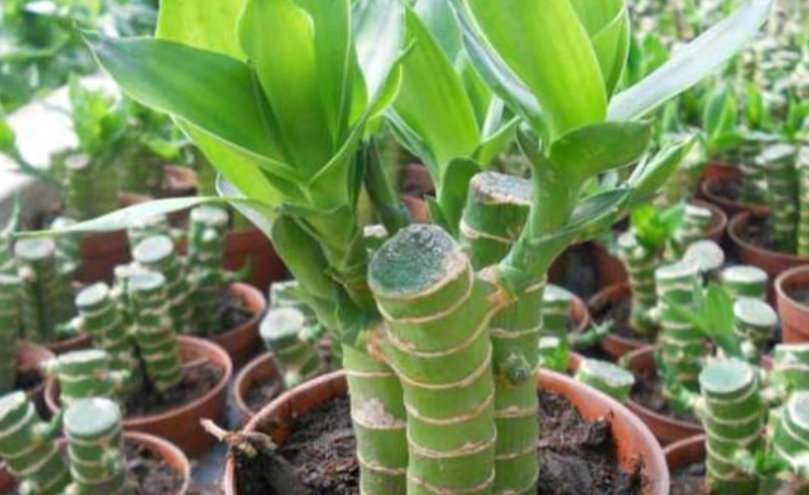 富贵竹种植 富贵竹种植