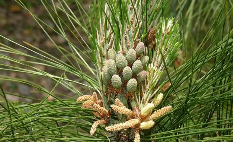 松果手作 松果手作