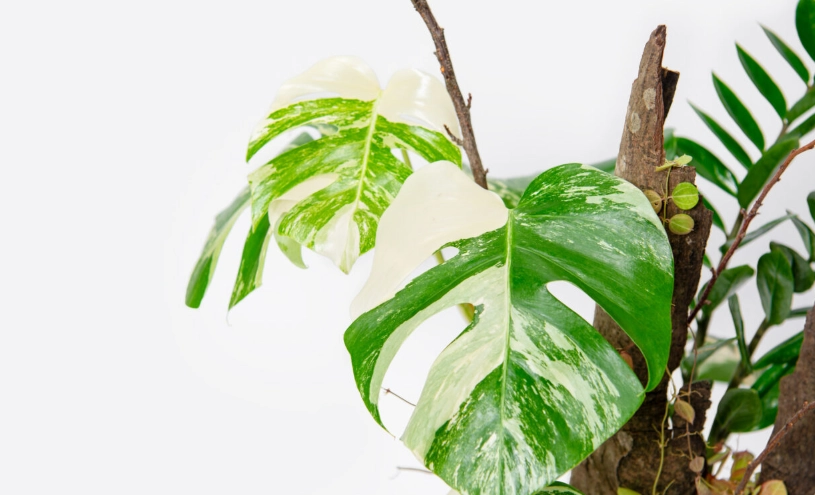 龜背芋 陽光需求