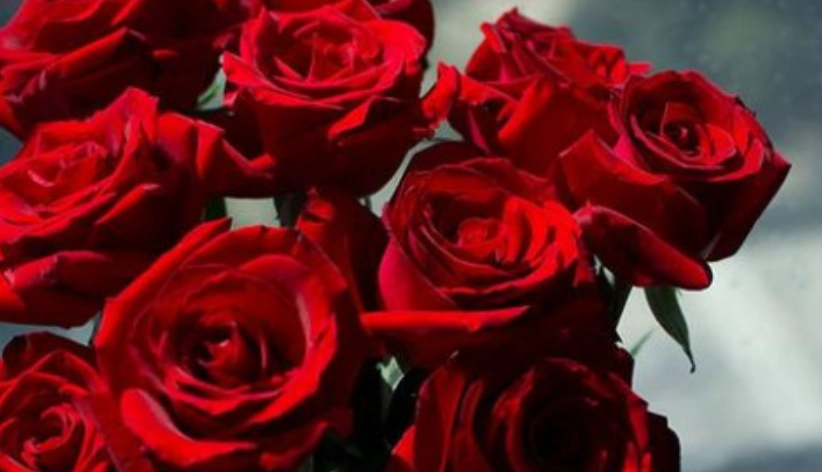 玫瑰花數量花語