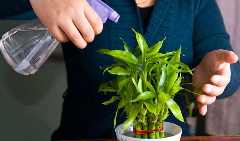 富贵竹种植 富贵竹种植