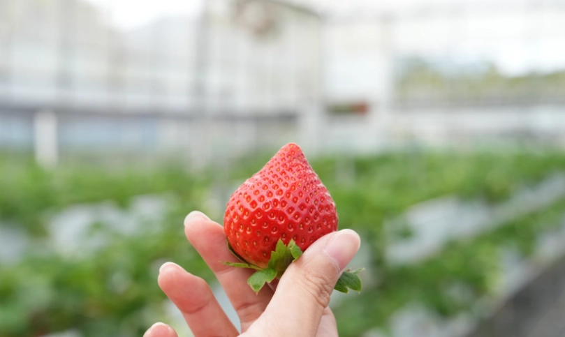 大湖採草莓推薦