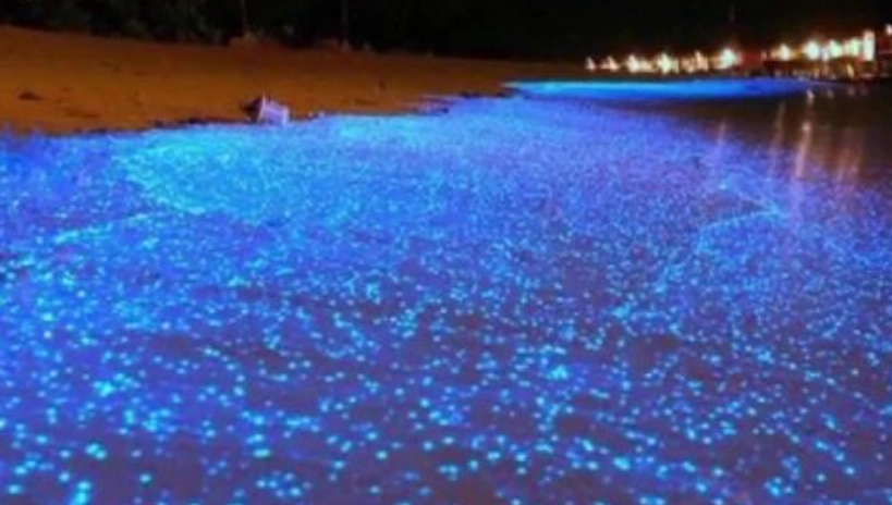 澎湖藍眼淚景點