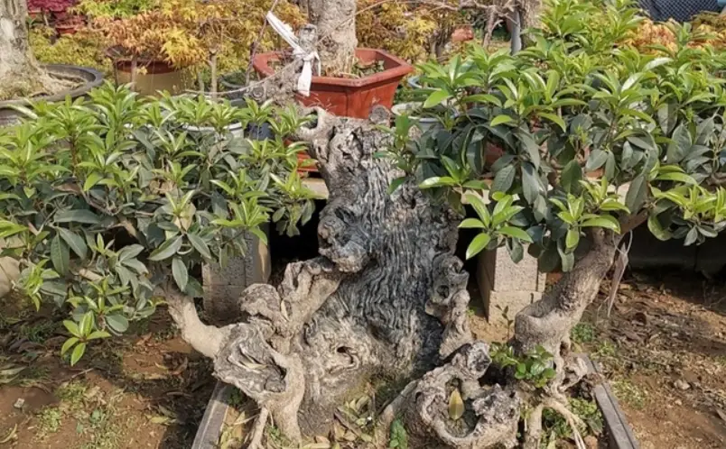 桂花種植 桂花種植