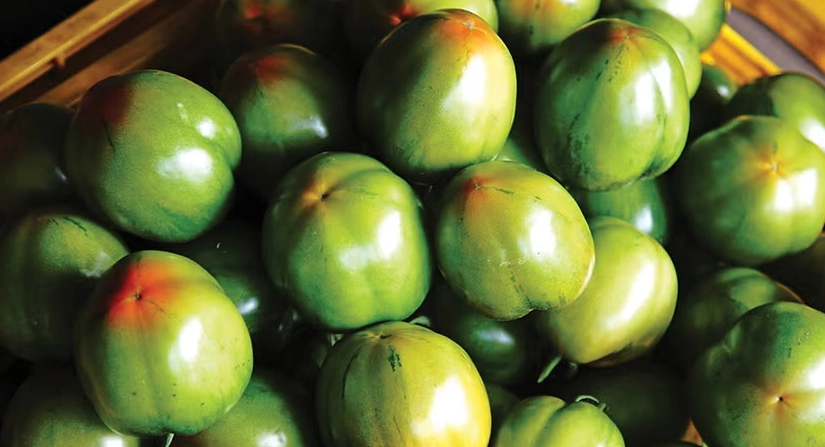 黑番茄品種 黑番茄品種