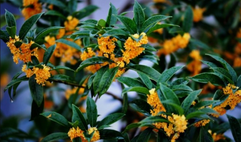 桂花照顧 桂花照顧